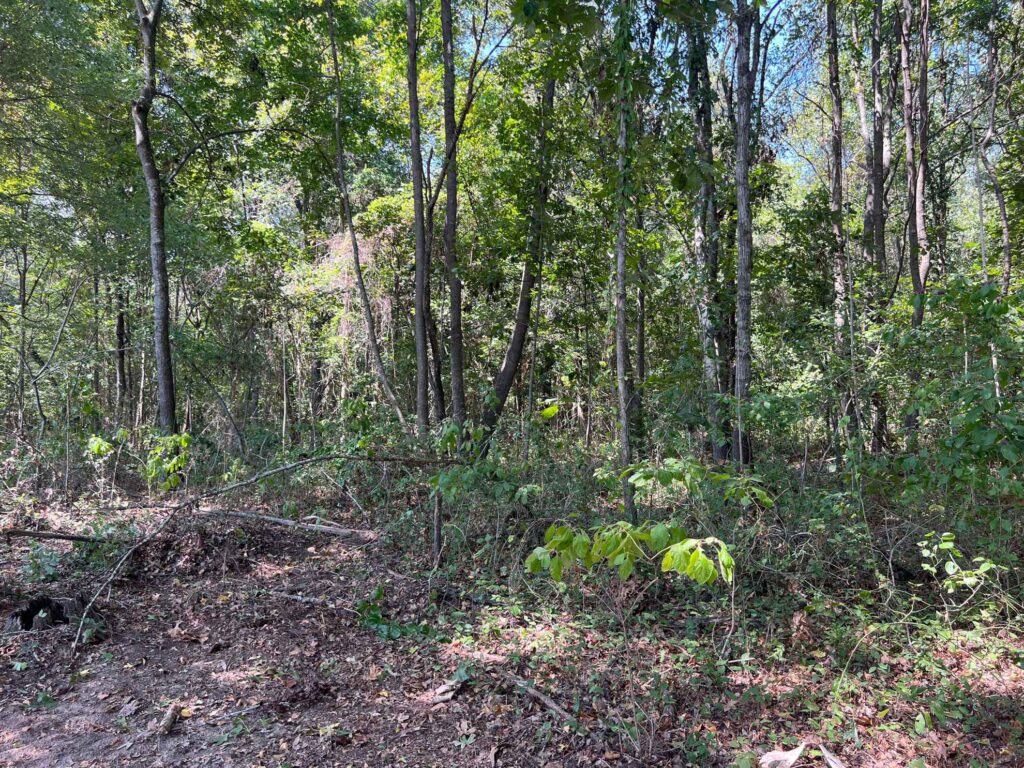 63 acres in Chicot County, Arkansas Brown Realty Co