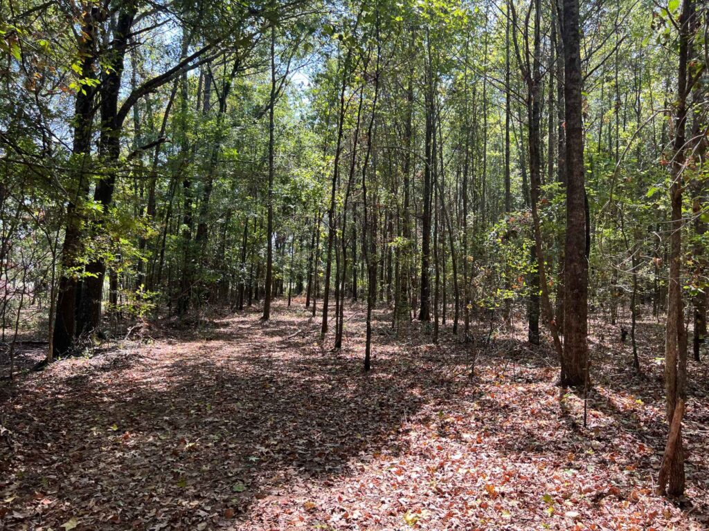 63 acres in Chicot County, Arkansas Brown Realty Co