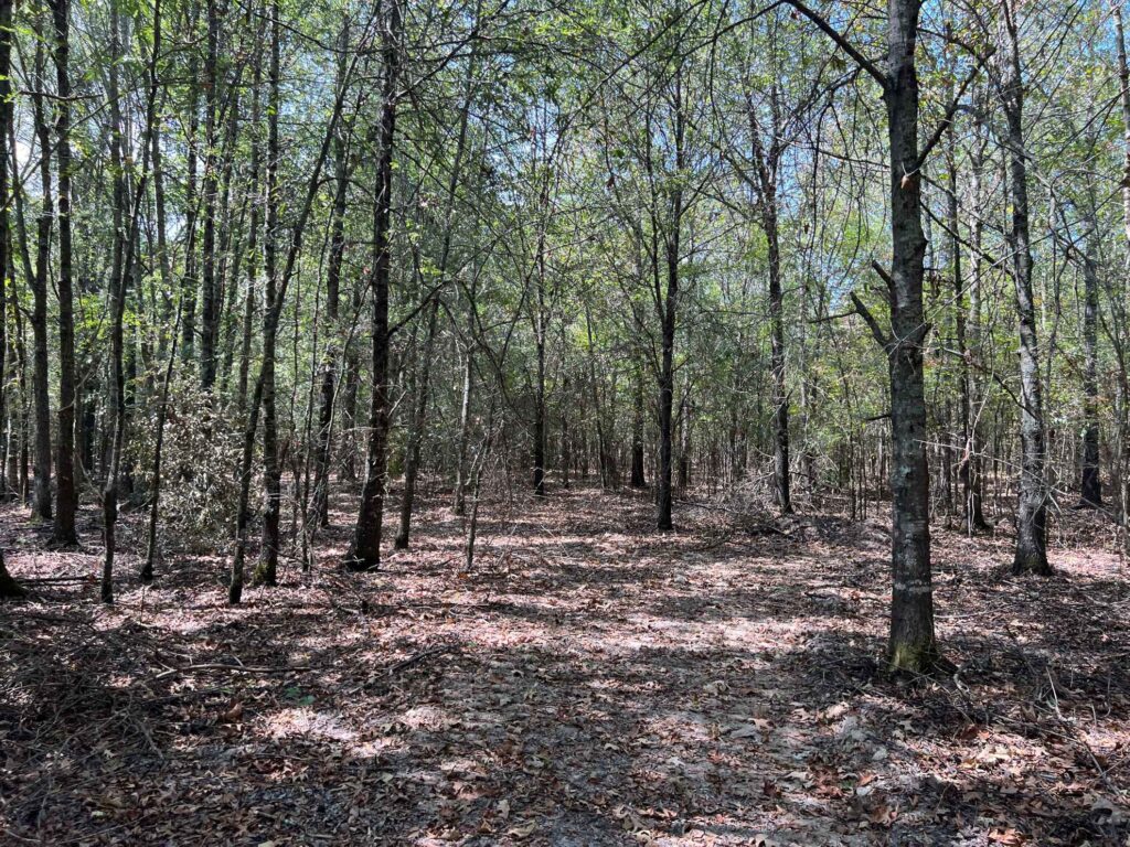 63 acres in Chicot County, Arkansas Brown Realty Co