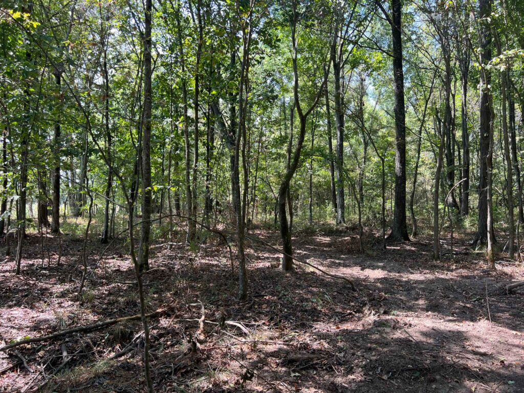 63 acres in Chicot County, Arkansas Brown Realty Co