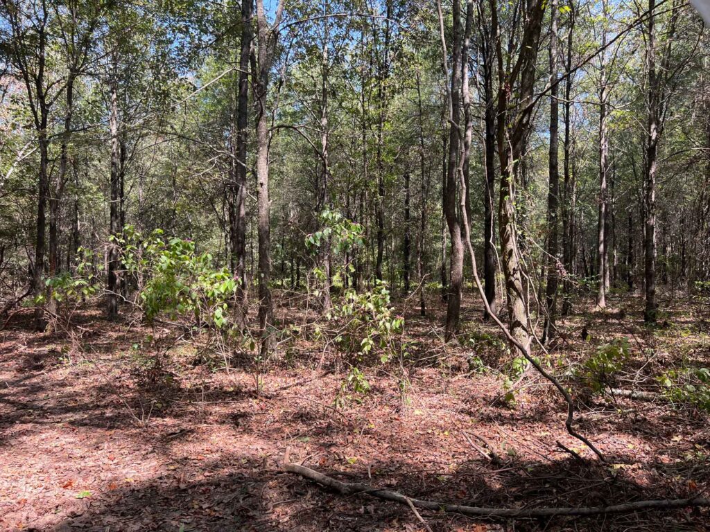 63 acres in Chicot County, Arkansas Brown Realty Co