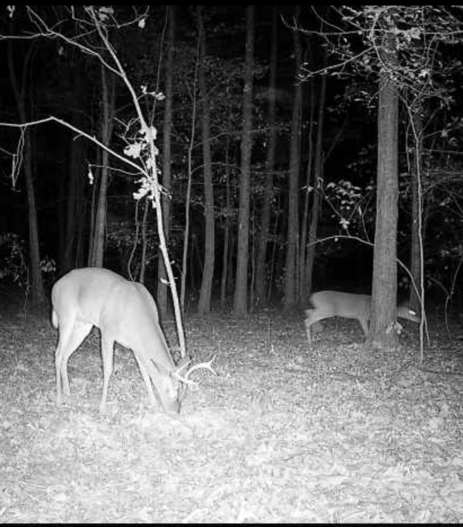 63 acres in Chicot County, Arkansas Brown Realty Co