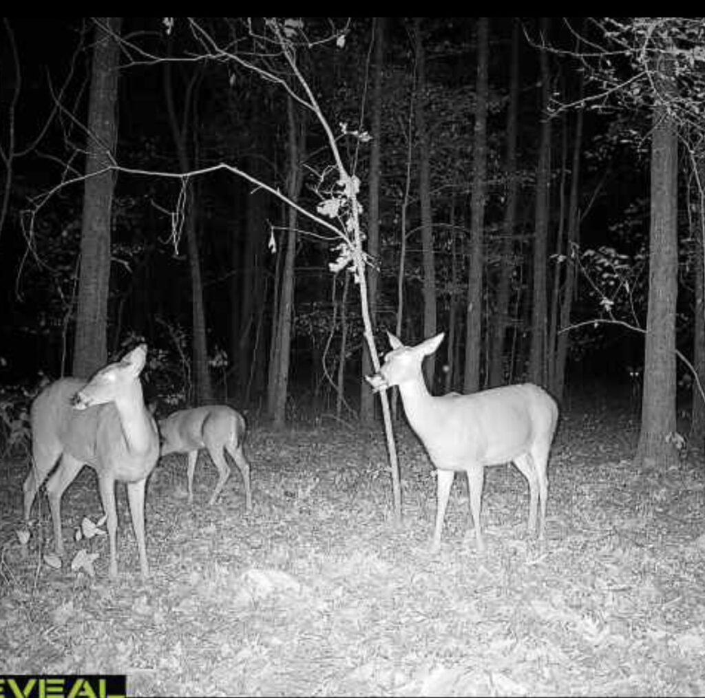 63 acres in Chicot County, Arkansas Brown Realty Co